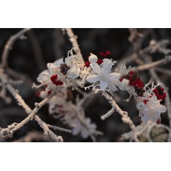 Floral, flower half head wreath, hair wreath, crown