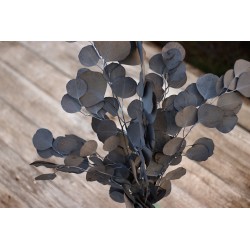 Konzervovaný eukalyptus Populus grey