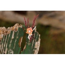 Flower wedding guest boutonniere, corsage, set of 8pcs