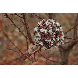 Svatební kytice pro nevěstu "Šišková s gypsophillou a bobulemi II."