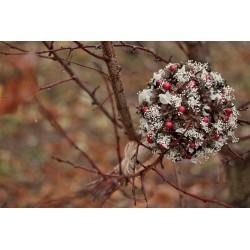 Svatební kytice pro nevěstu "Šišková s gypsophillou a bobulemi II."
